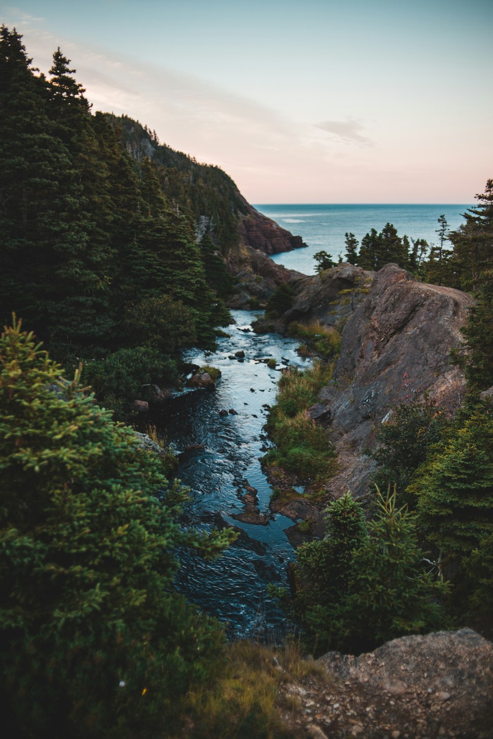 body of water between forest