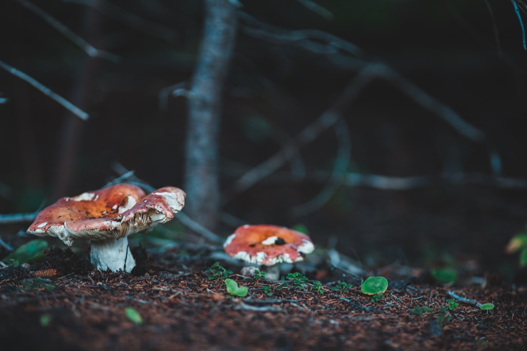 selective focus photography of brown mushrooms on the ground