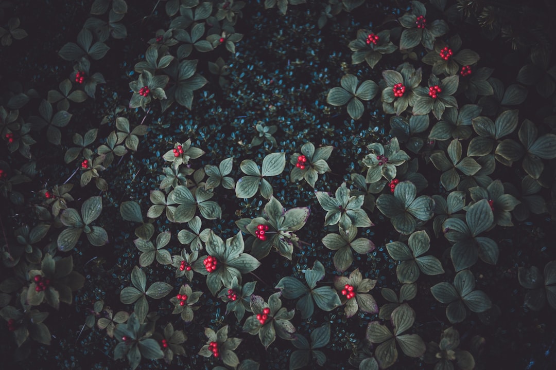 red flowers during daytime