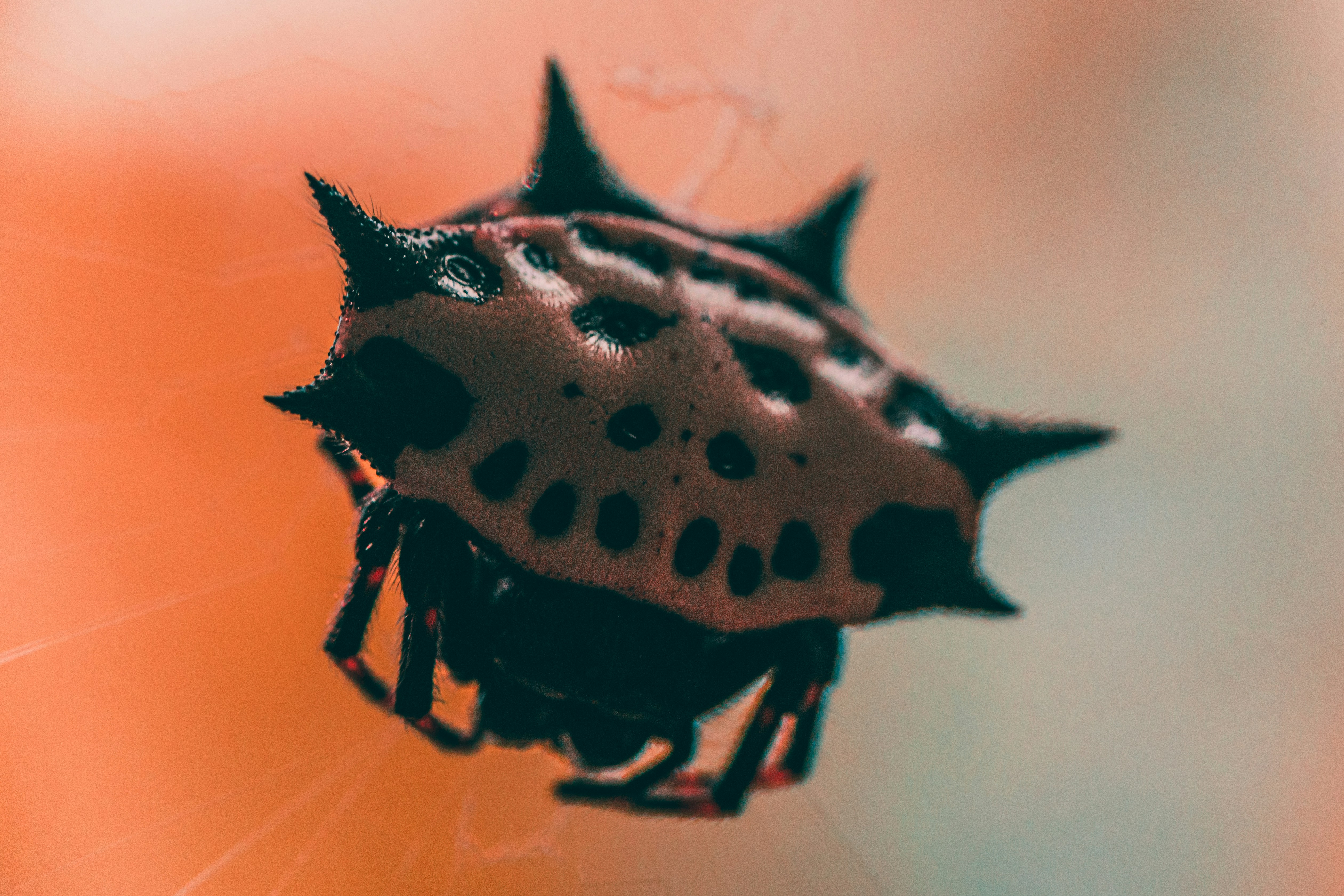 A spinybacked orbweaver (Gasteracantha cancriformis) against a beautiful, warm background.