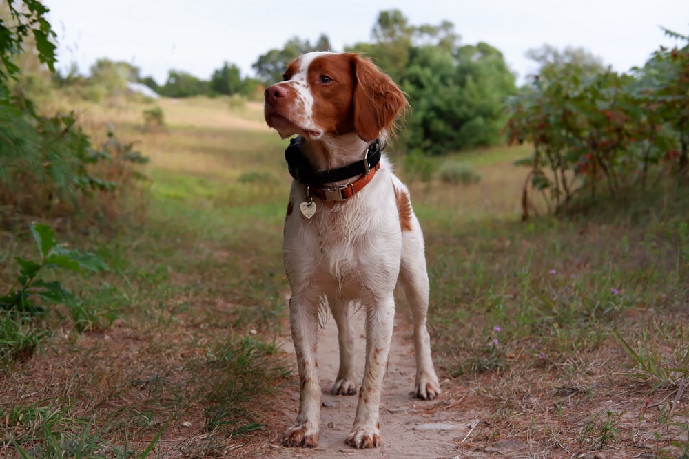 short-coated white and tan dog