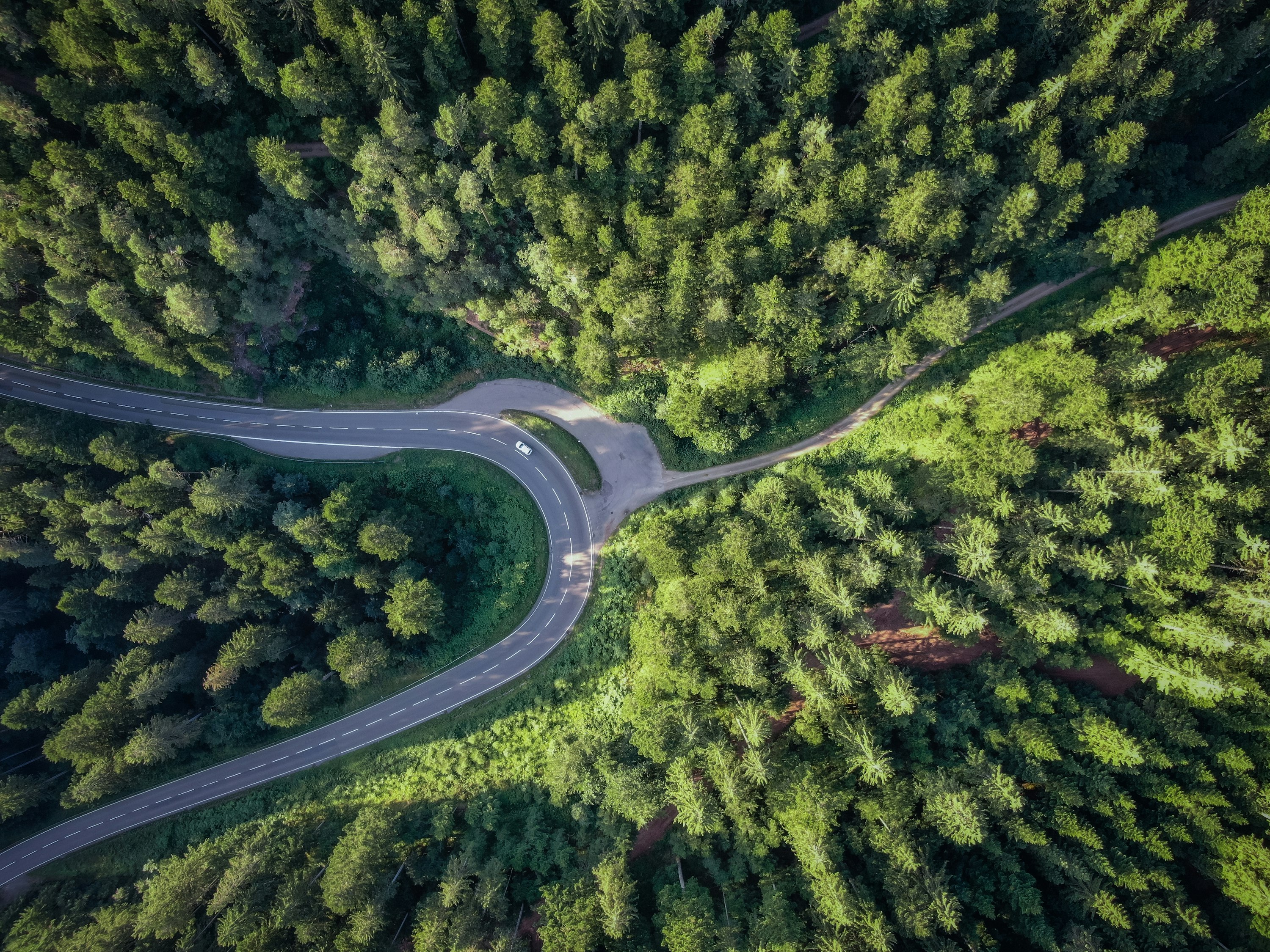 aerial photography of forest