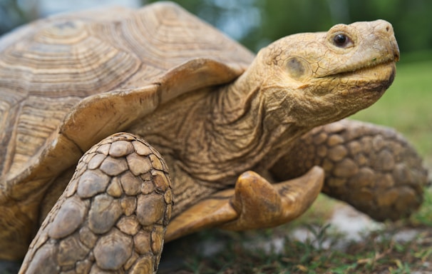 brown turtle