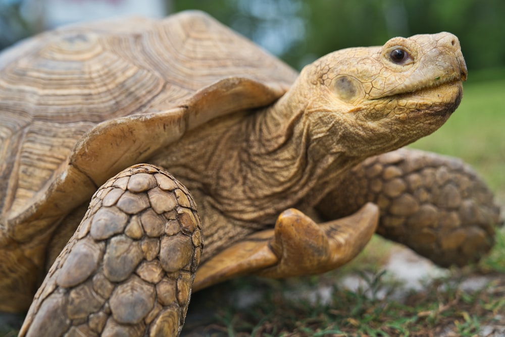 brown turtle