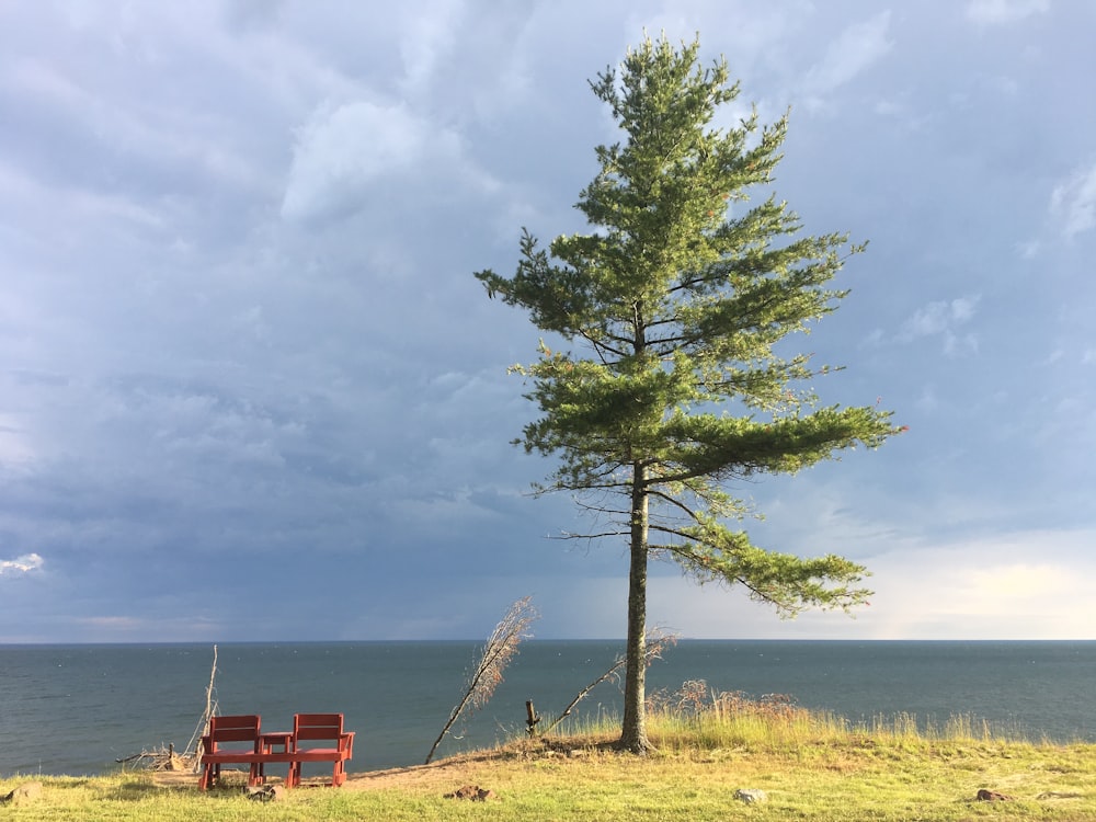 bench near tree on cliff