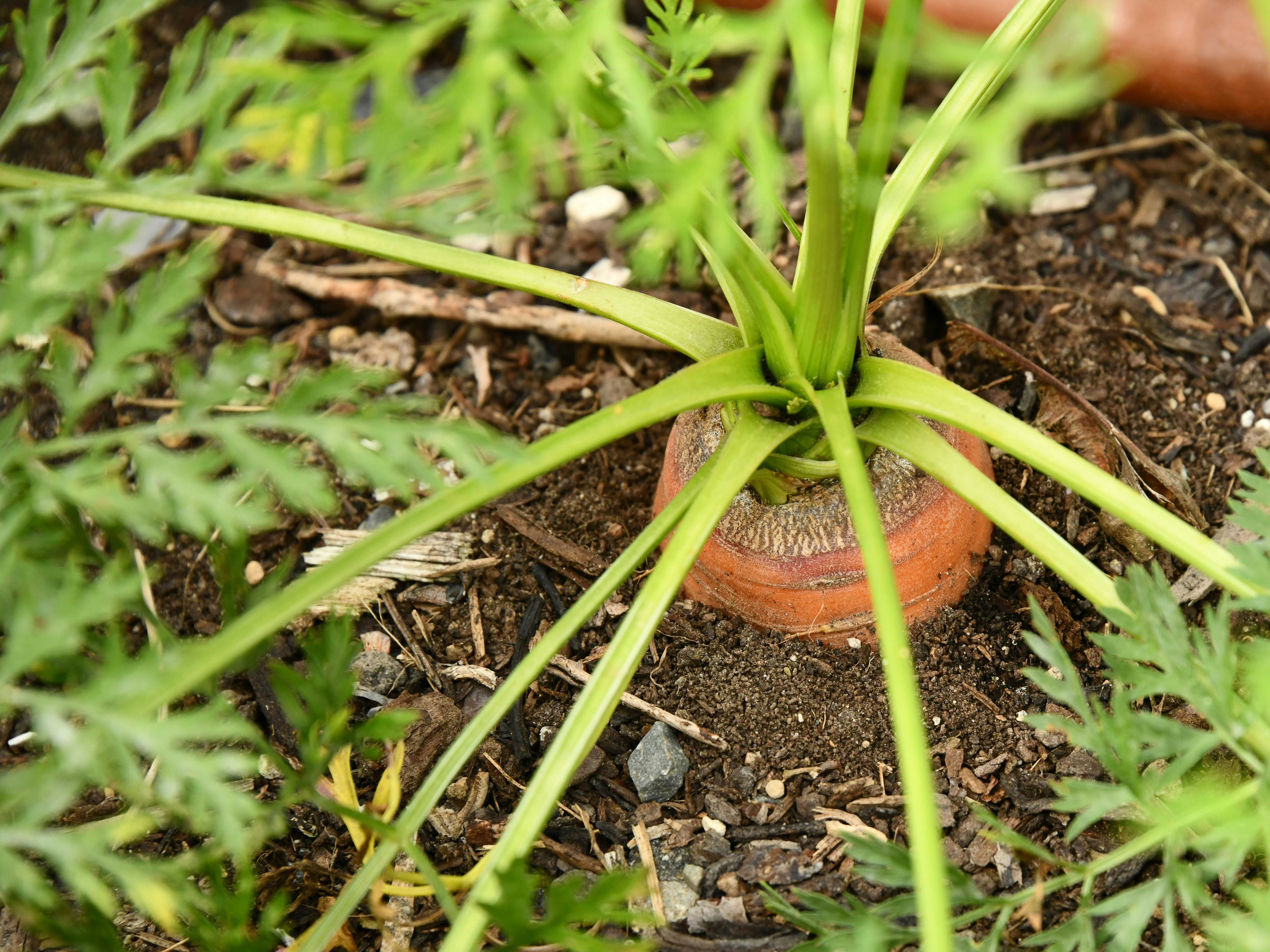 गाजर खाने के फायदें: एक स्वस्थ जीवन के लिए