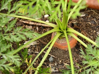 A carrot is partially buried in soil, with its vibrant green leaves and stems spreading outward. Surrounding the carrot are patches of loose soil, small stones, and other green foliage.