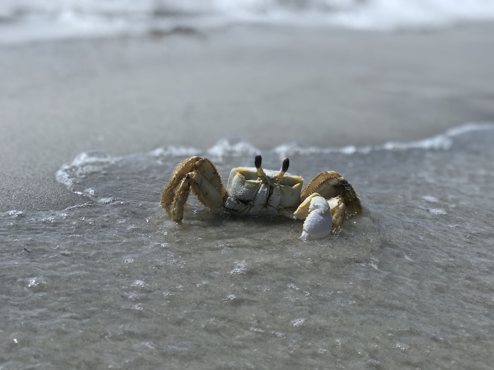 crab on seashore at daytime