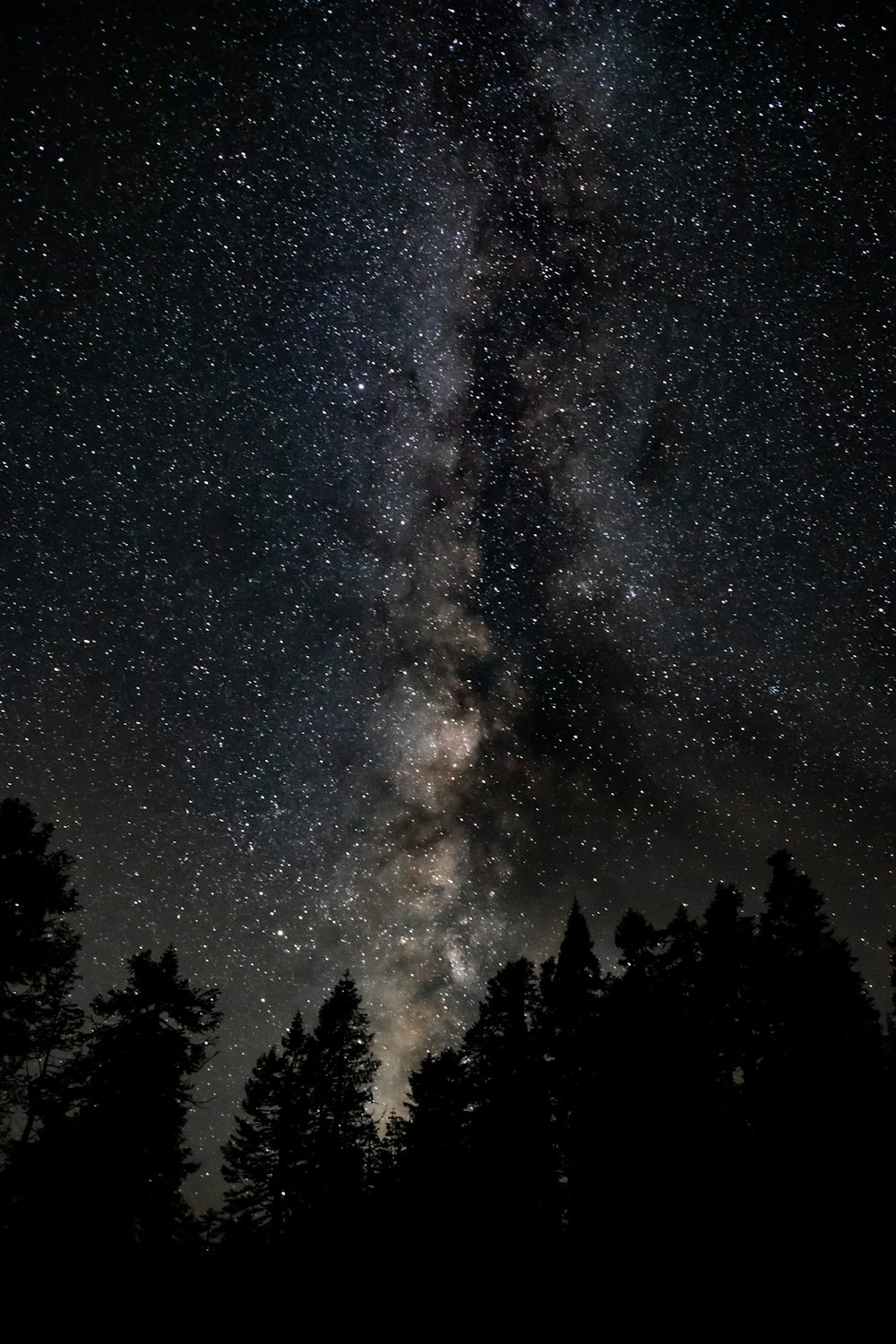 milky way on forest