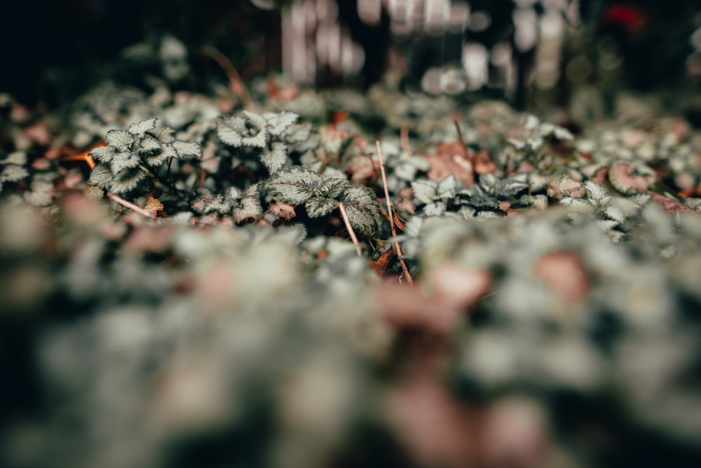 green-leafed plants