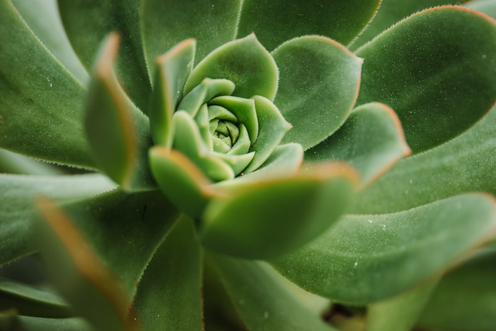 plante succulente verte