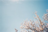 Branches of a tree with white blossoms reaching upwards against a clear blue sky.