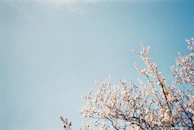 Branches of a tree with white blossoms reaching upwards against a clear blue sky.