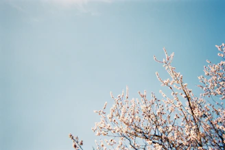 Branches of a tree with white blossoms reaching upwards against a clear blue sky.