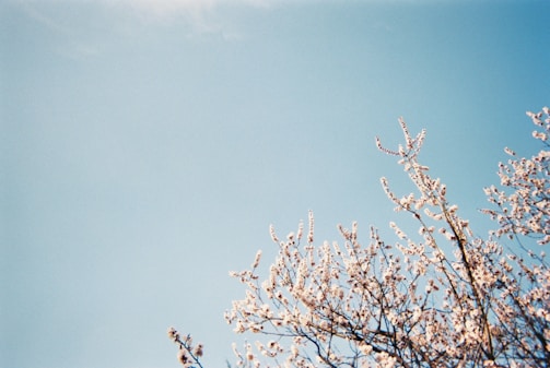 Branches of a tree with white blossoms reaching upwards against a clear blue sky.