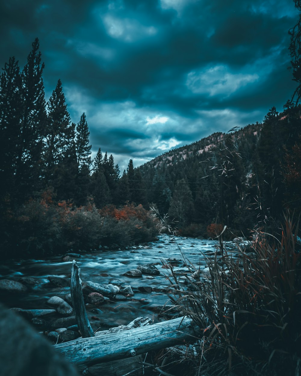 river in forest