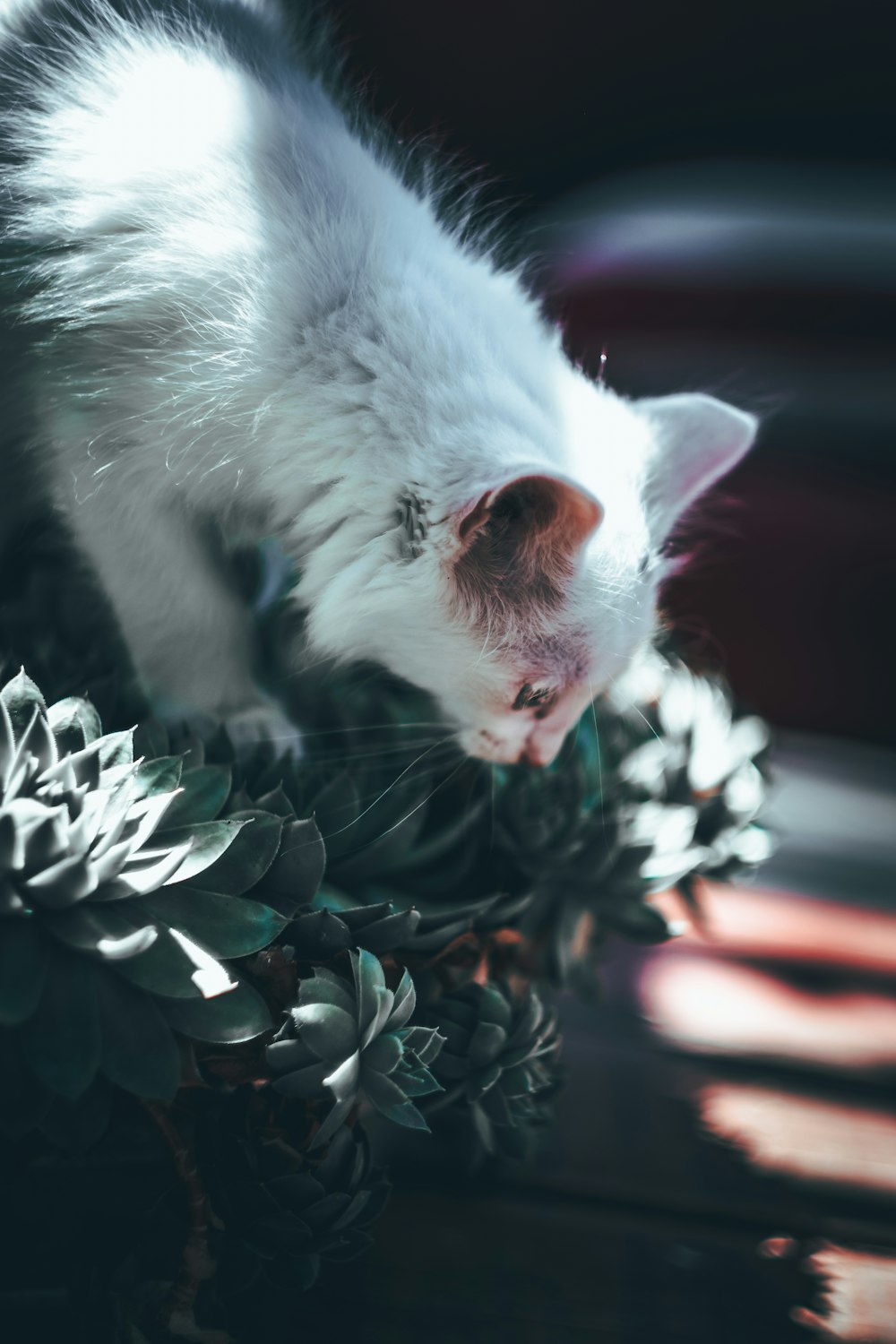 a white cat sitting on top of a wooden table