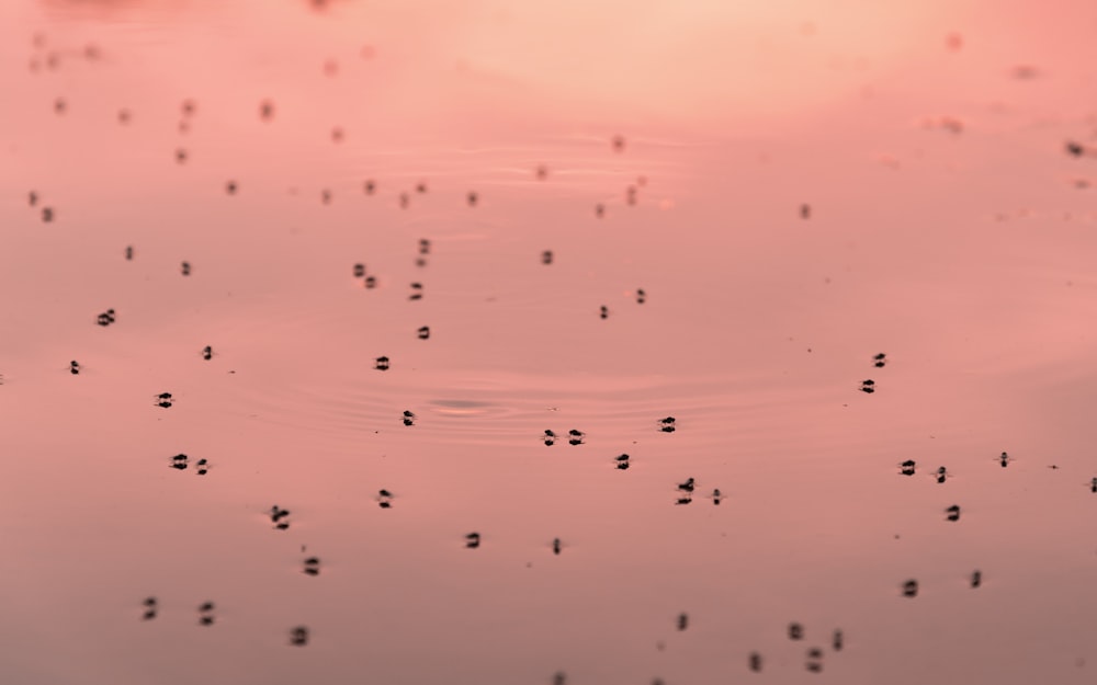 a pink sky with a lot of water droplets