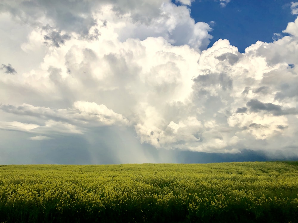 green grass field at daytime