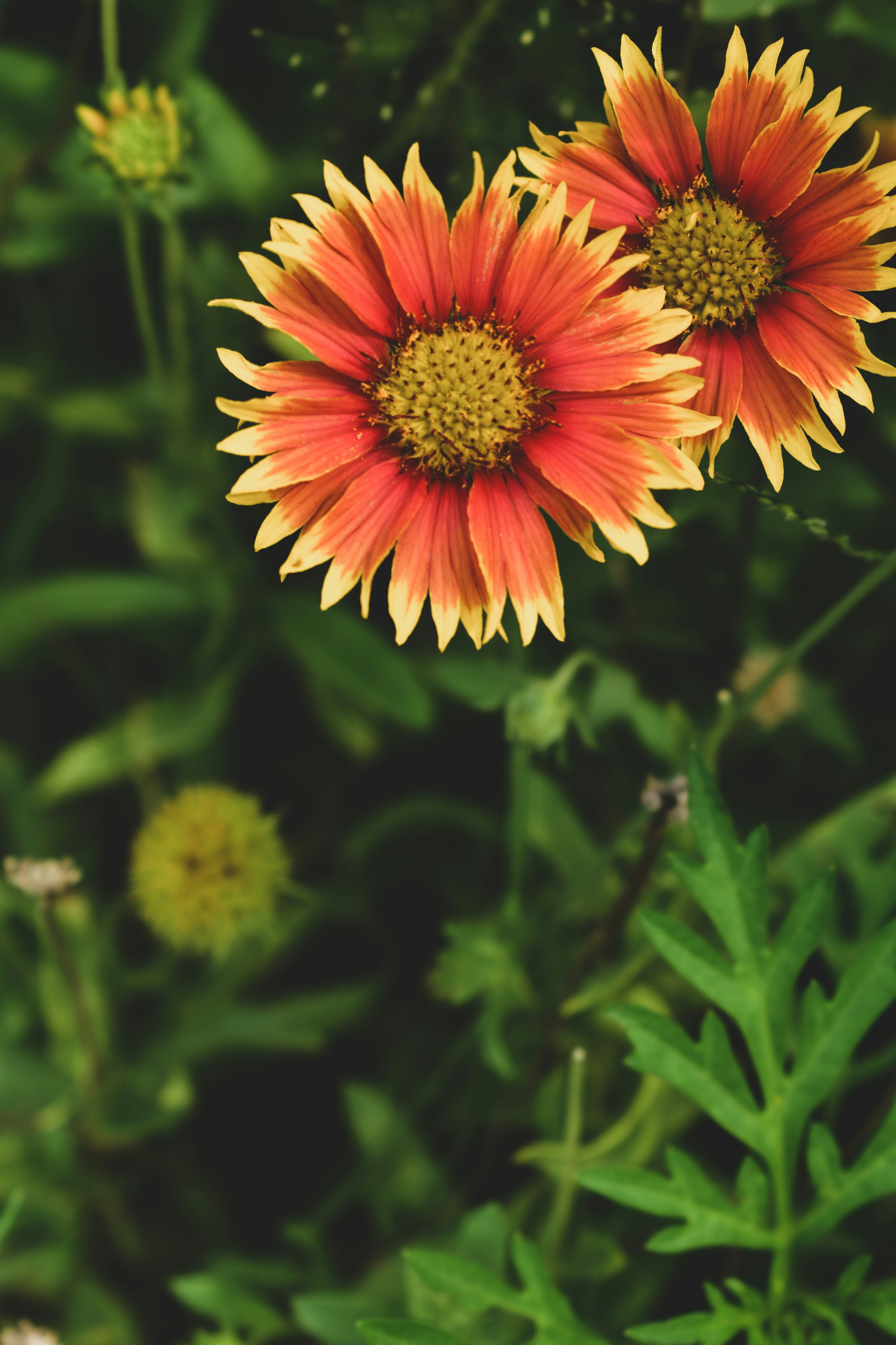 Photo by somia_dcosta