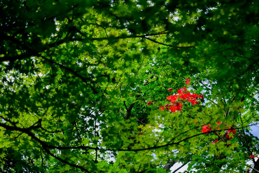 a red flower in the middle of a green forest