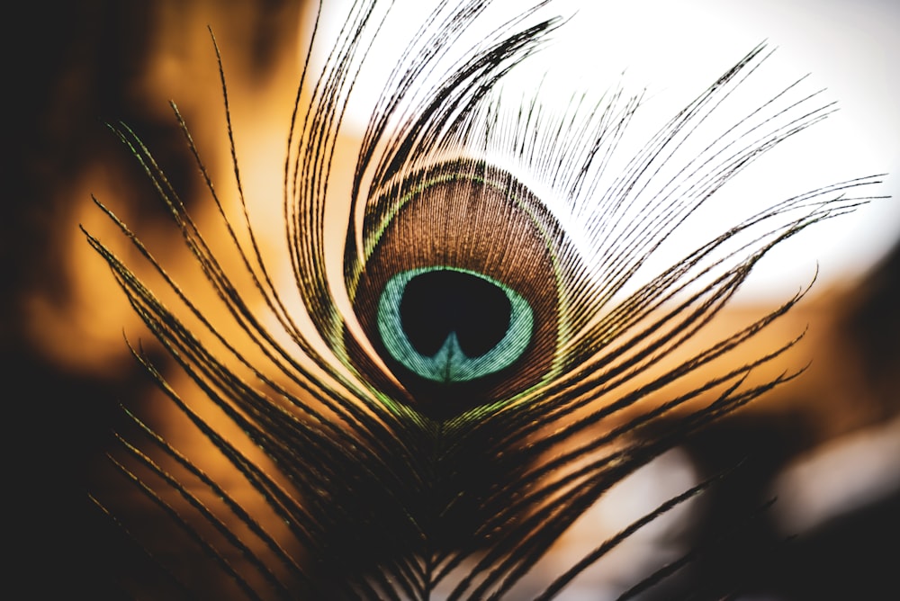 a close up of a peacock's feathers tail