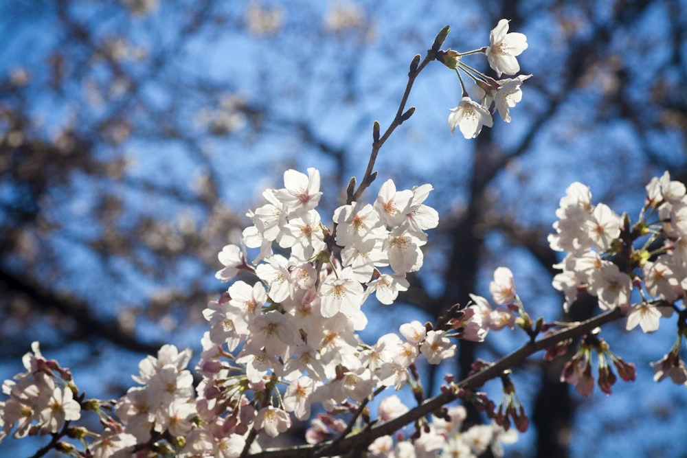 Foto árbol de flor de cerezo blanco – Imagen Planta gratis en Unsplash
