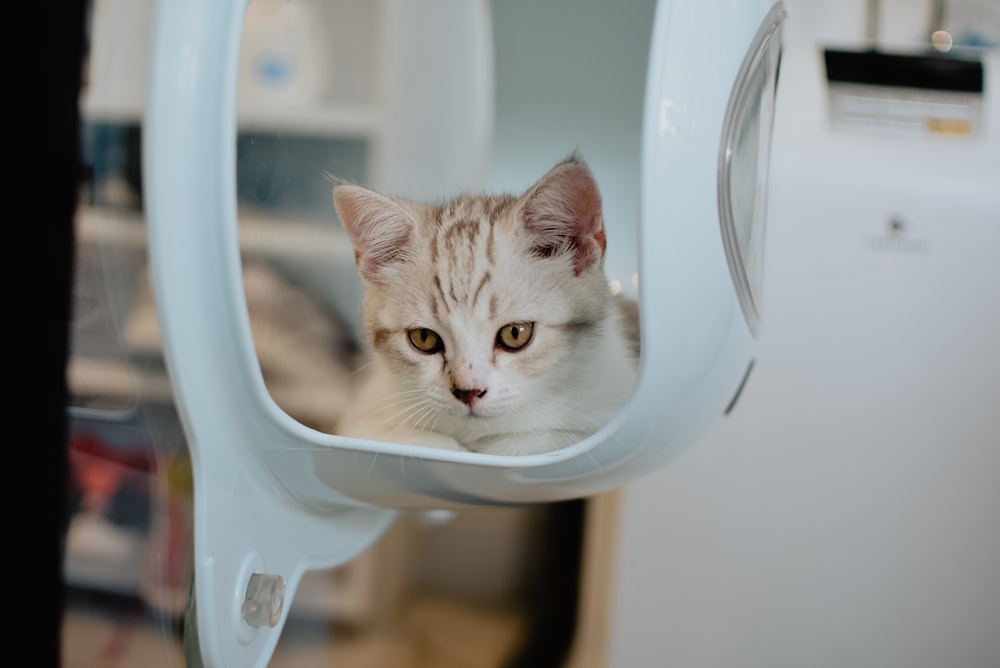 chat à l’intérieur d’un conteneur blanc