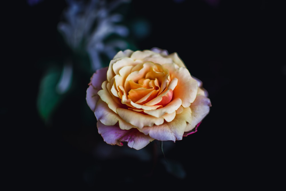 a close up of a flower on a black background