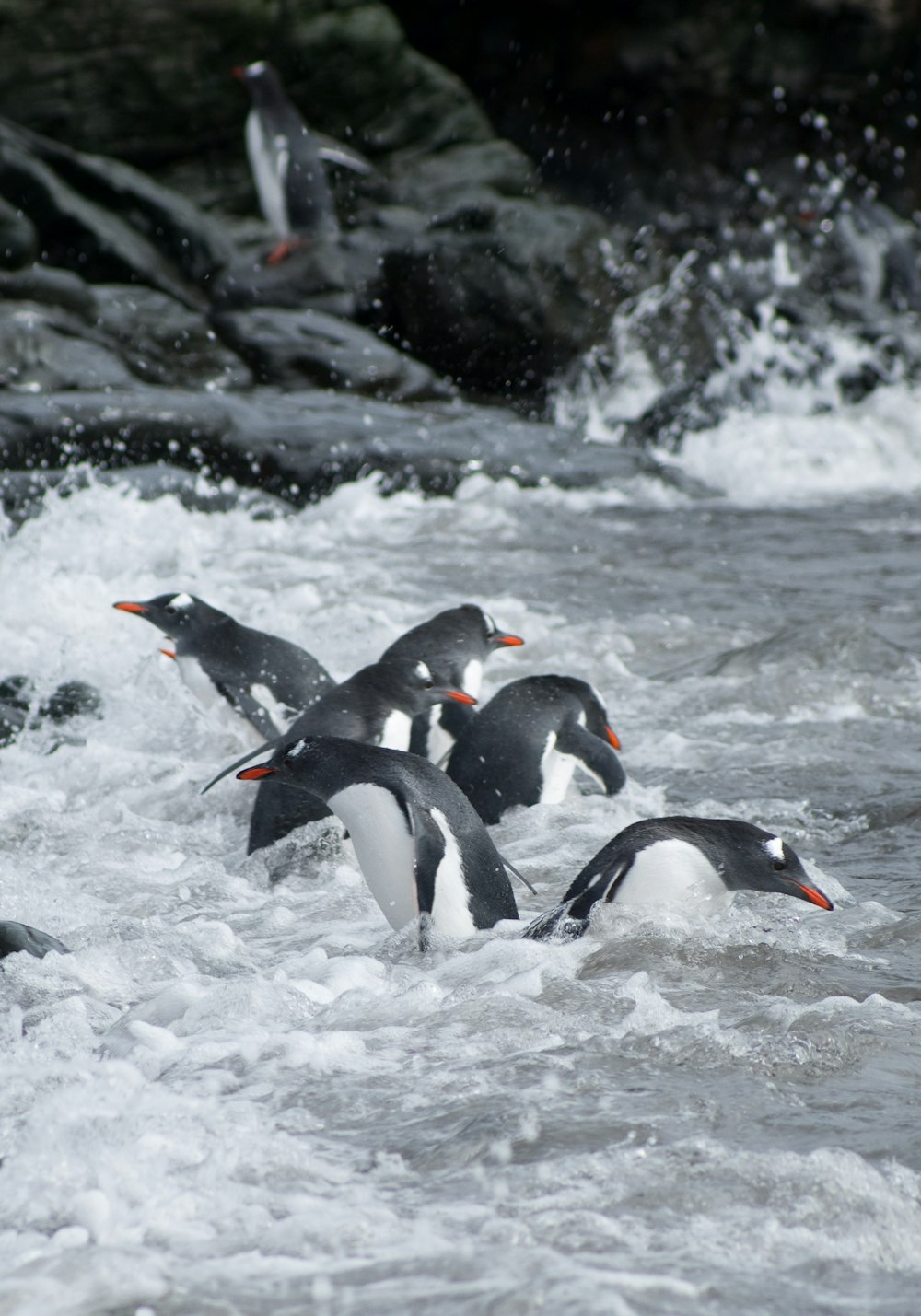 Eine Gruppe von Vögeln schwimmt im Wasser