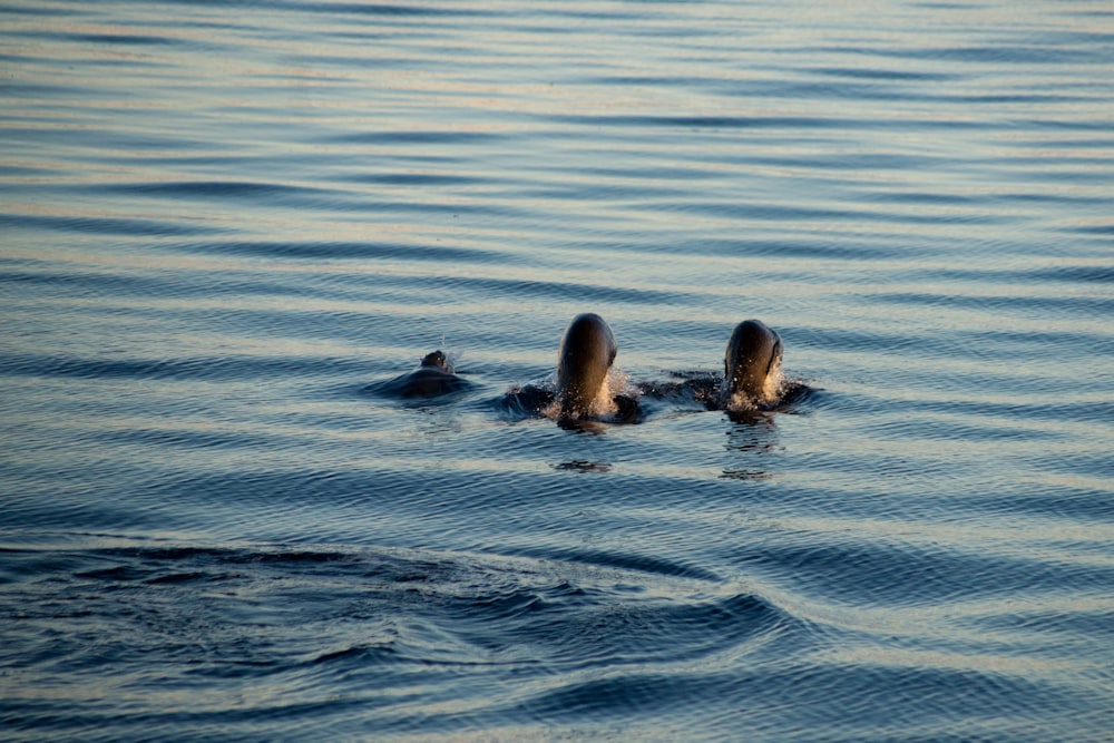 blue ocean photography