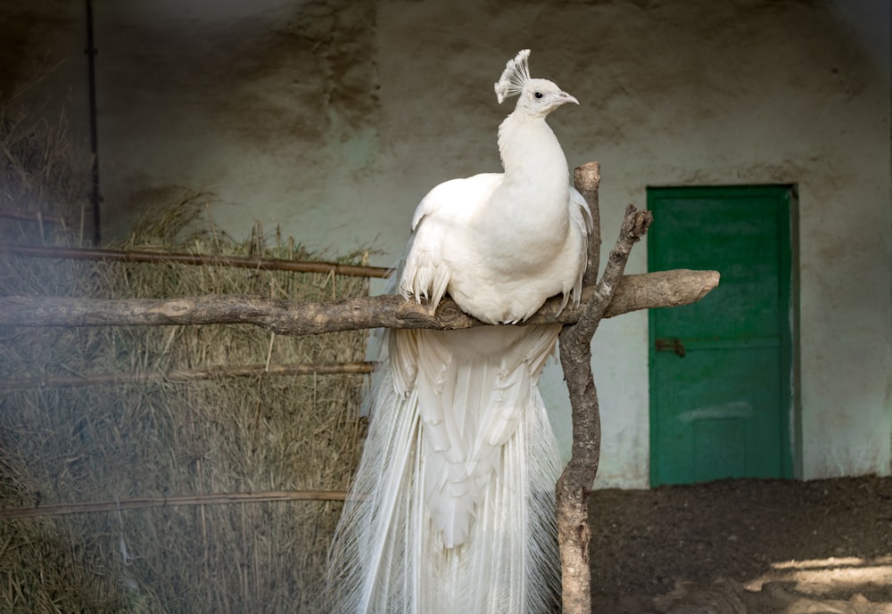 white peacock