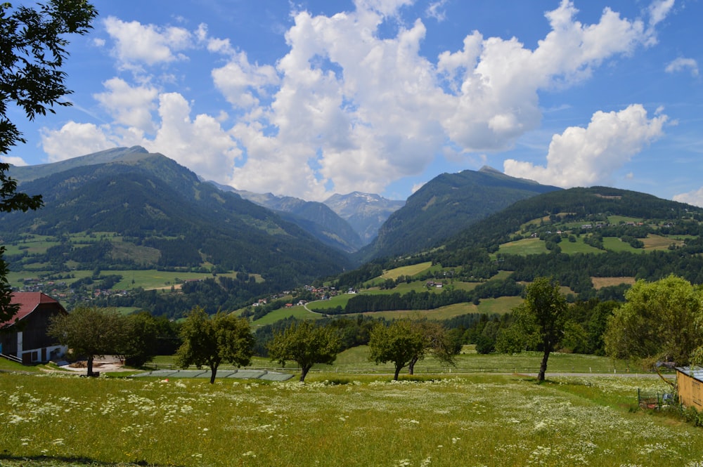 tree and grass covered field and mountains at the distance during day