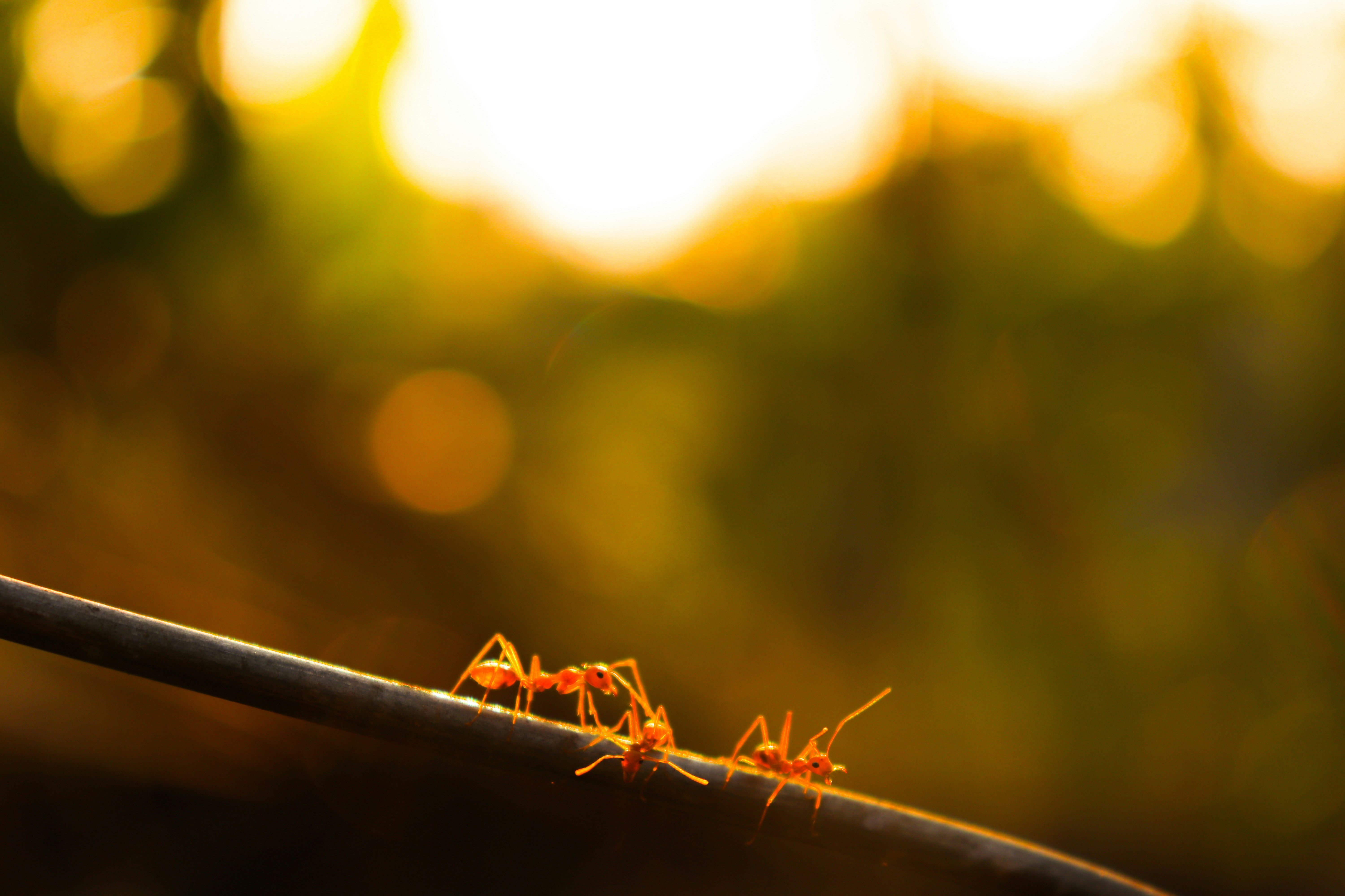 Photo by akhil_suryajith