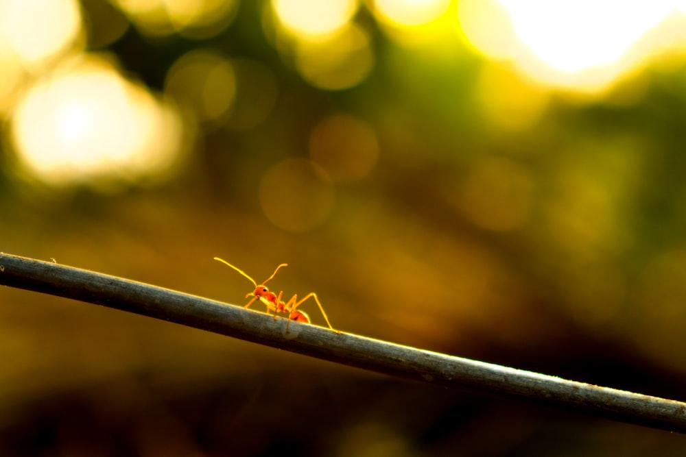 close-up photography of red fire ant