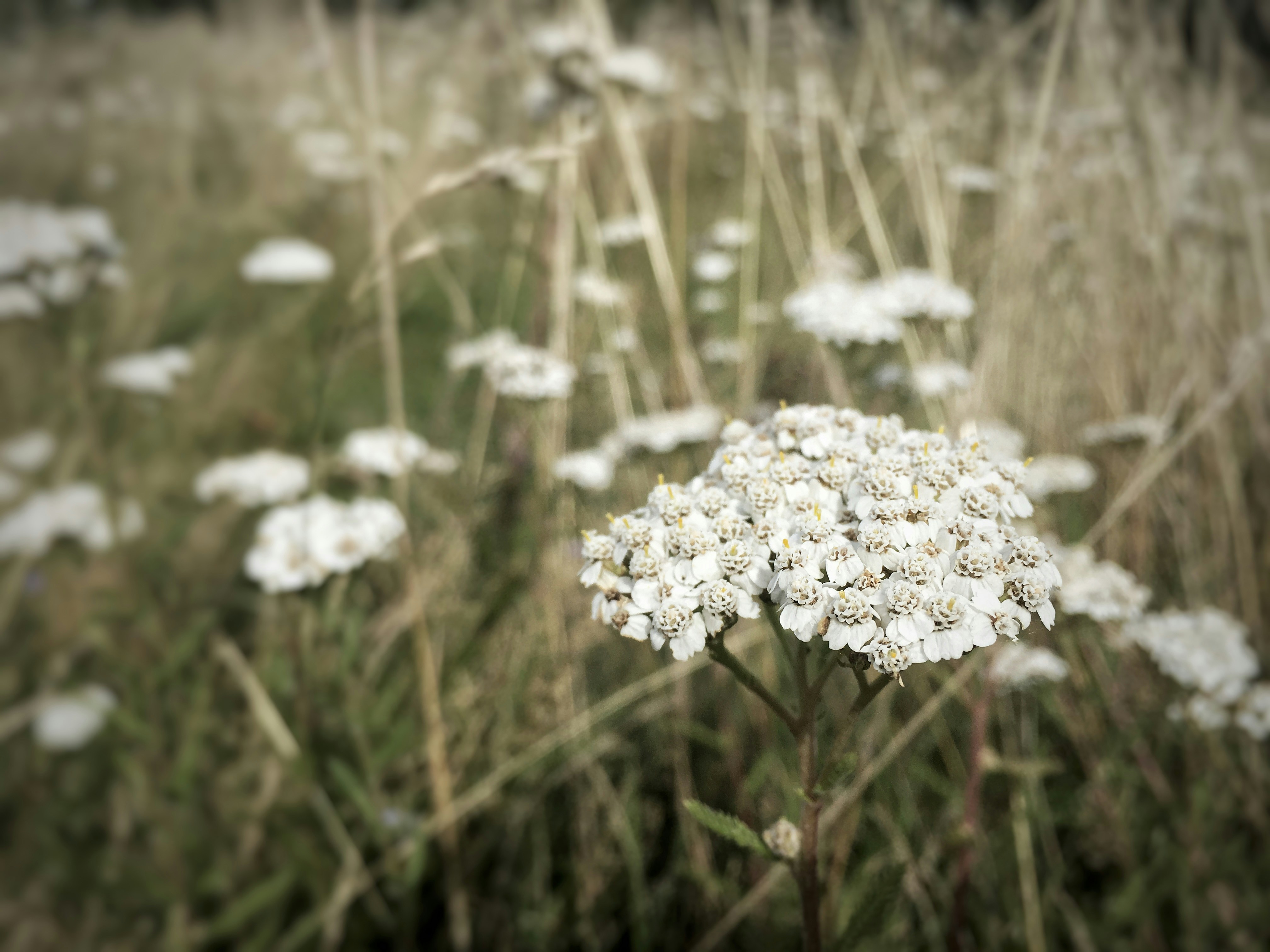 Photo by sohcahjoah