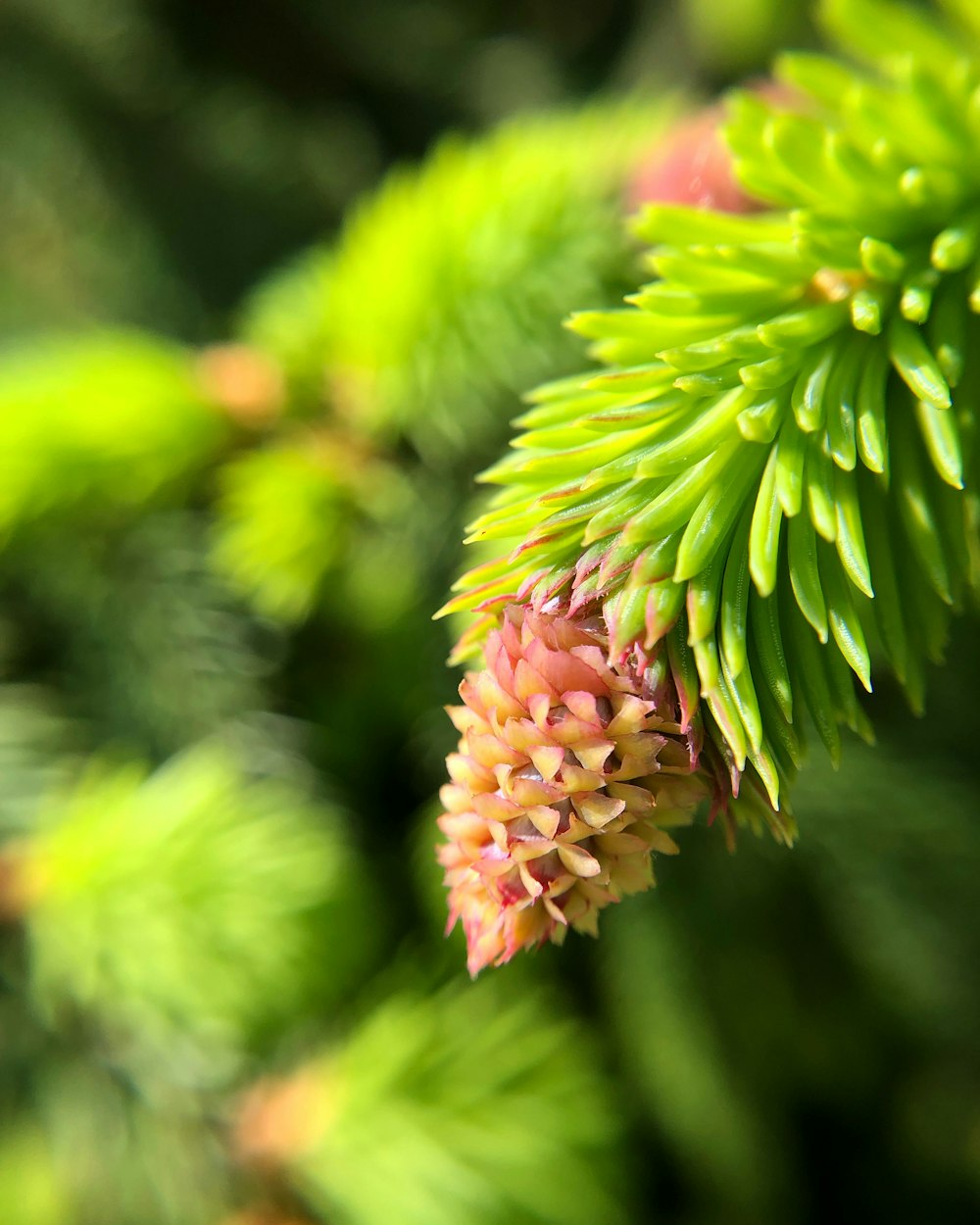 fotografia ravvicinata di una pianta a foglia verde