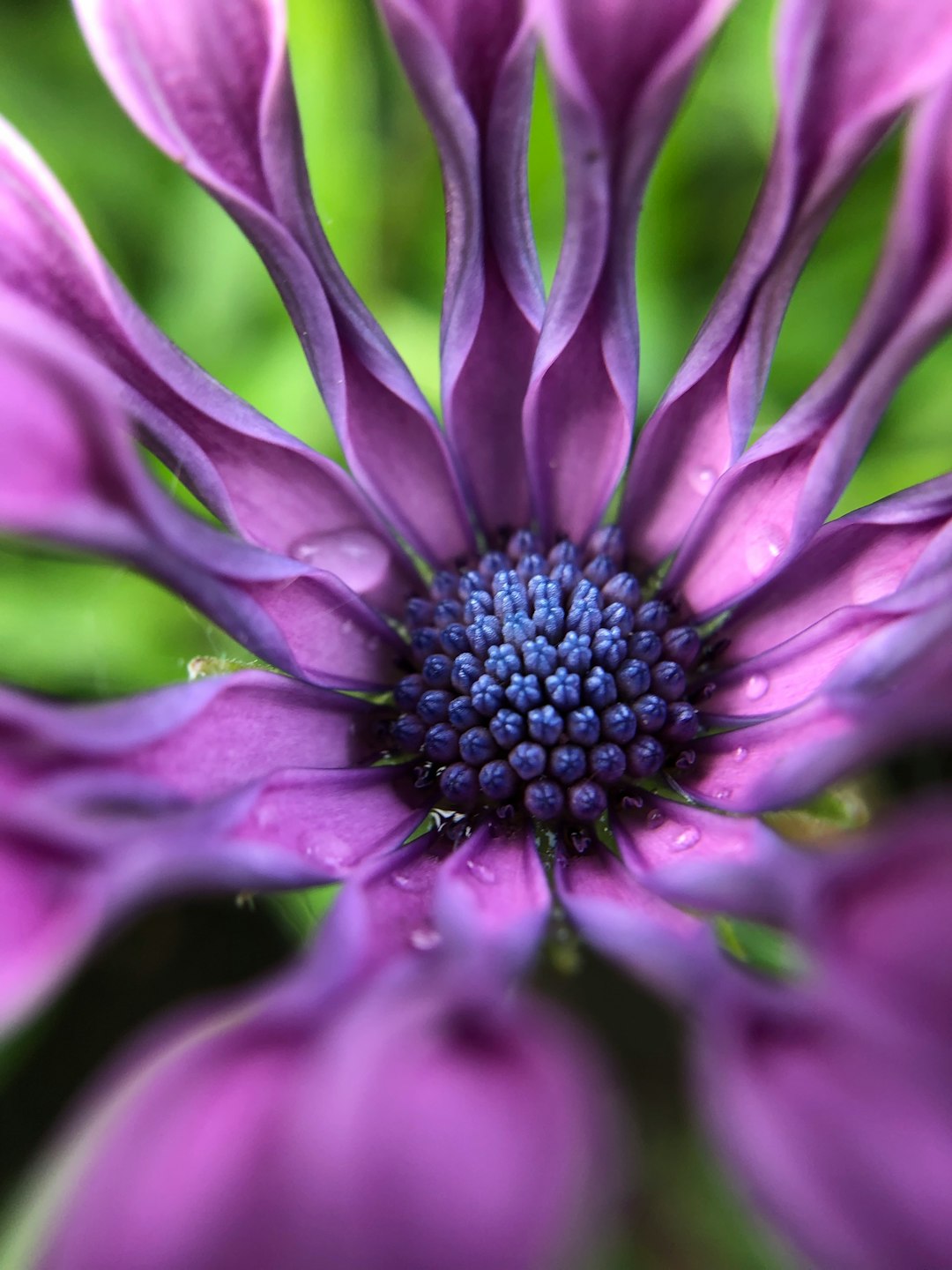 purple multi-petaled flower