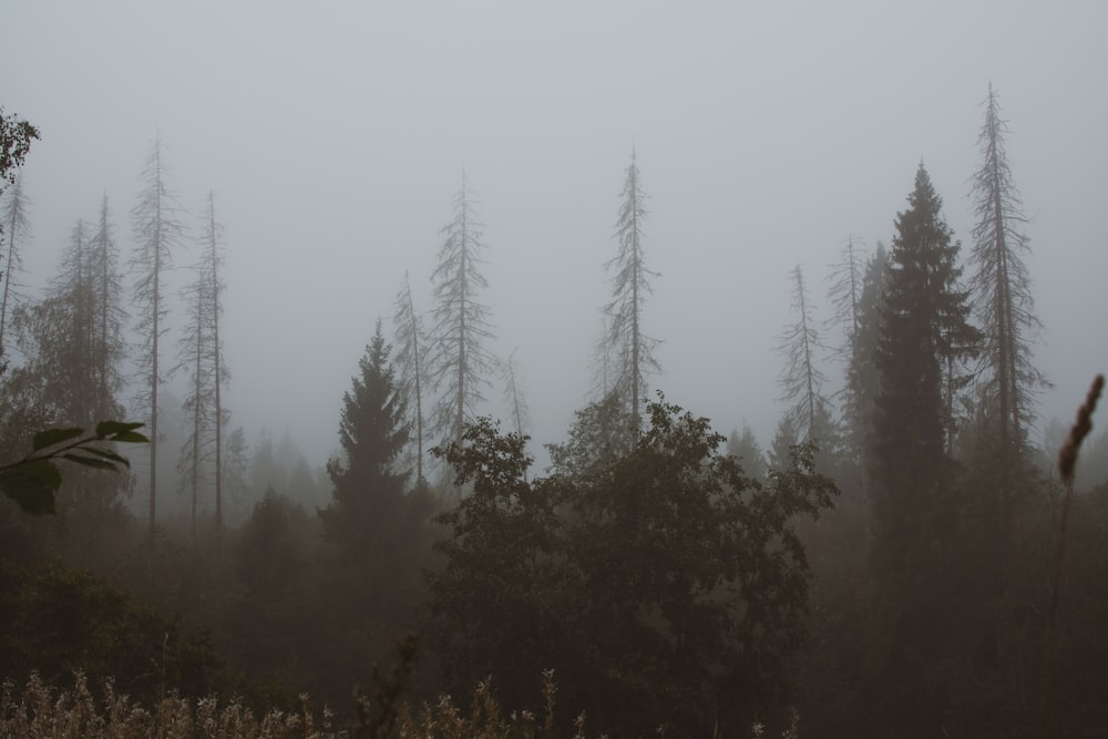 green-leafed trees during fog weather