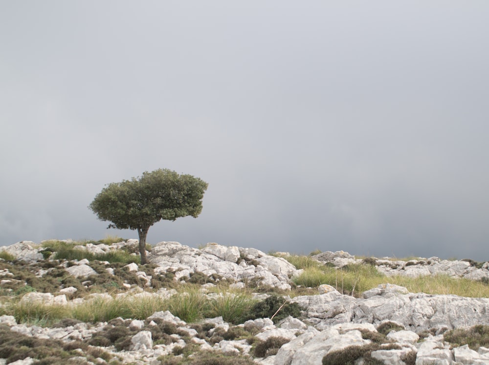 green-leafed tree