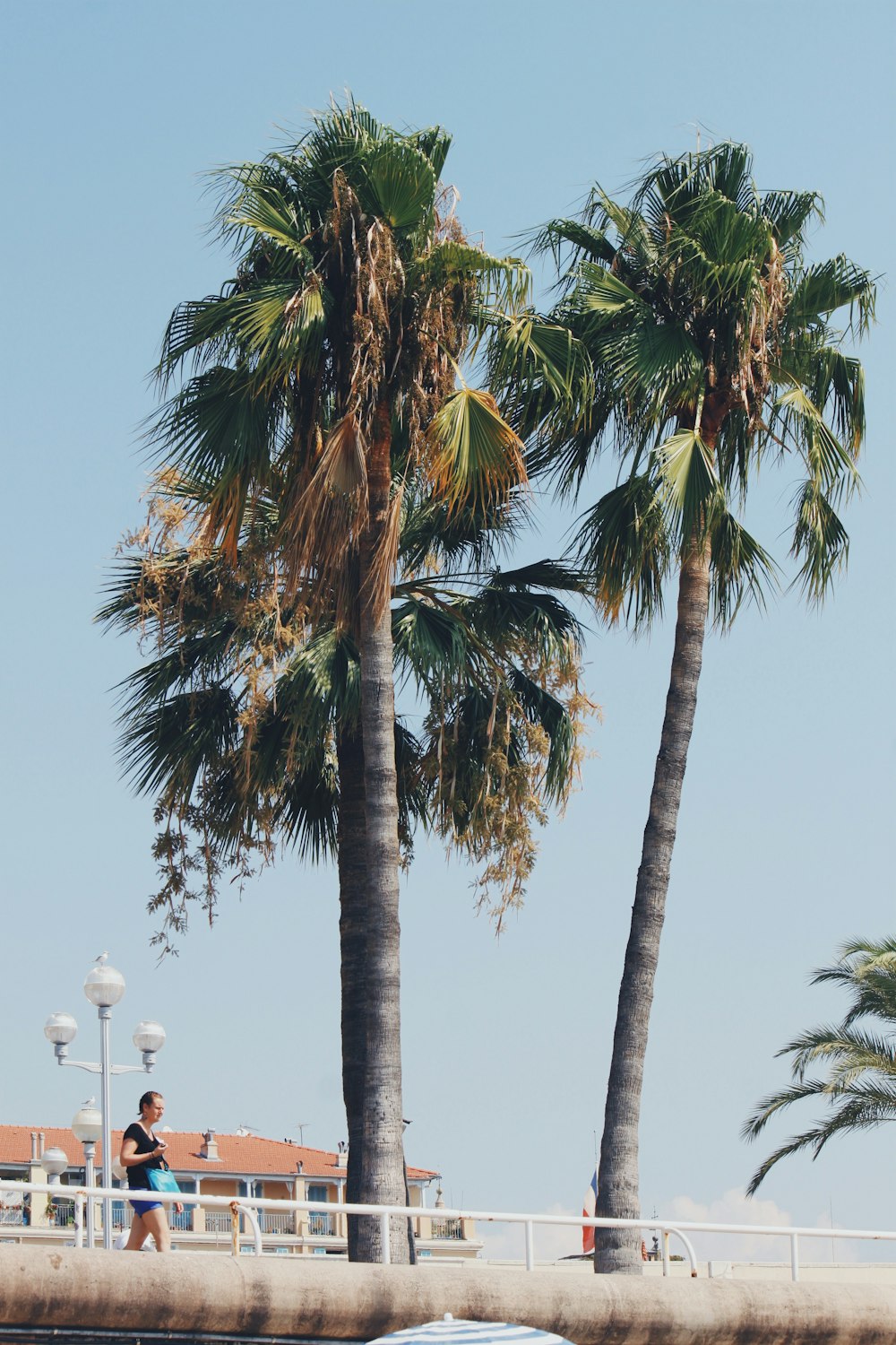 man standing beside coconut palm trees