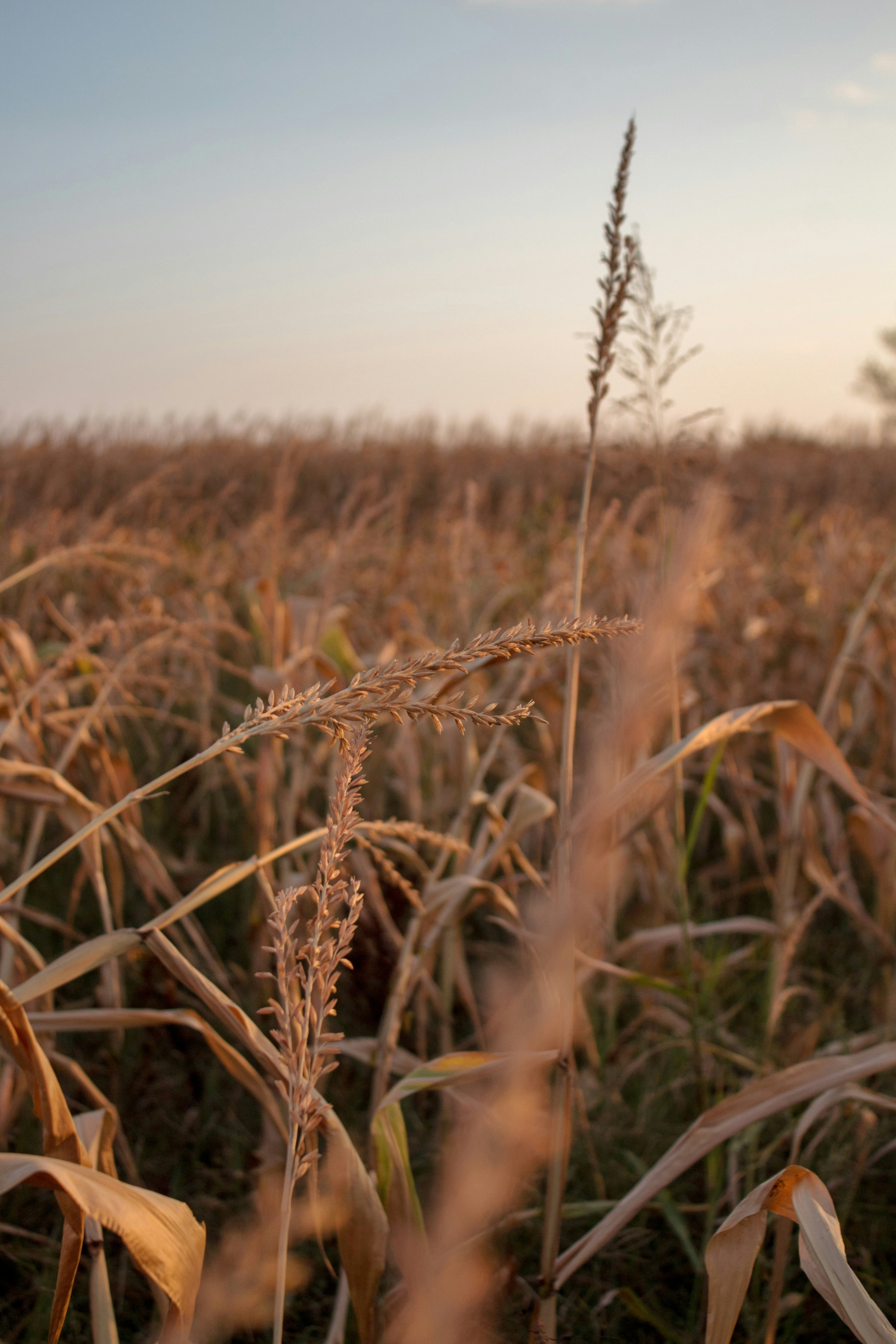 Photo by tsvetelin_todorov