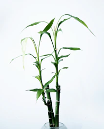 green-leafed plant