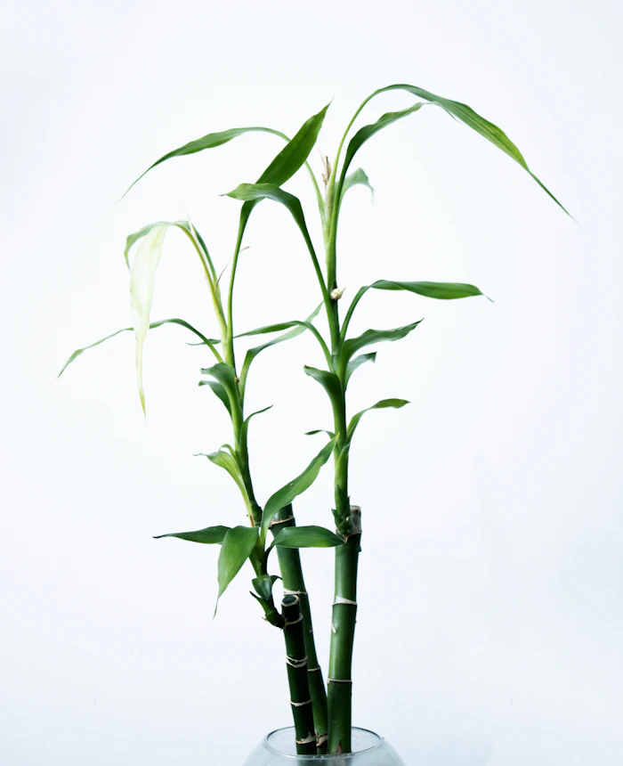 Lucky Bamboo in a plain pot