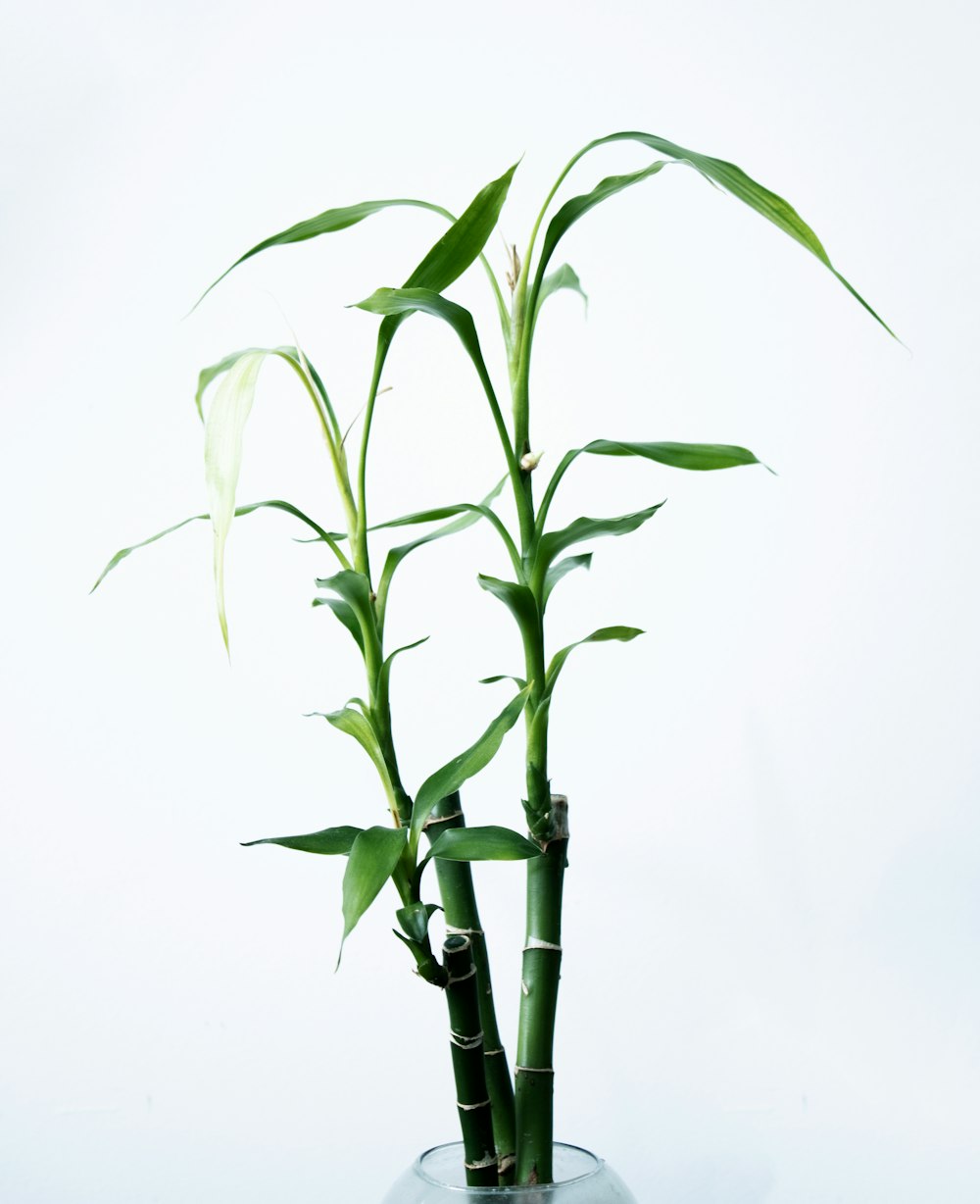 green-leafed plant