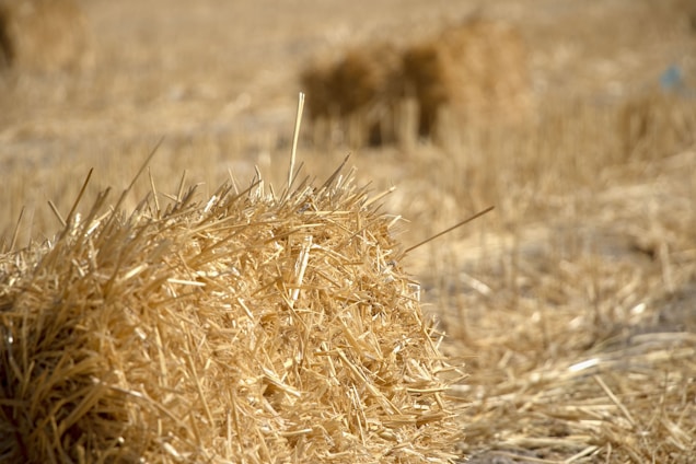 A field of dry, golden hay bales is scattered across a recently harvested farm. The sun casts a warm glow on the straw, highlighting the texture of the tightly bound stalks. The focus is on the foreground bale, with others blurred in the background.