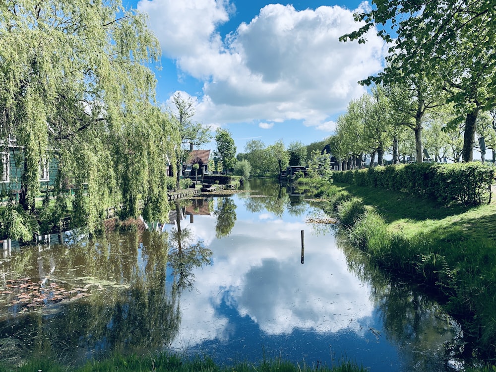 body of water near trees during daytime