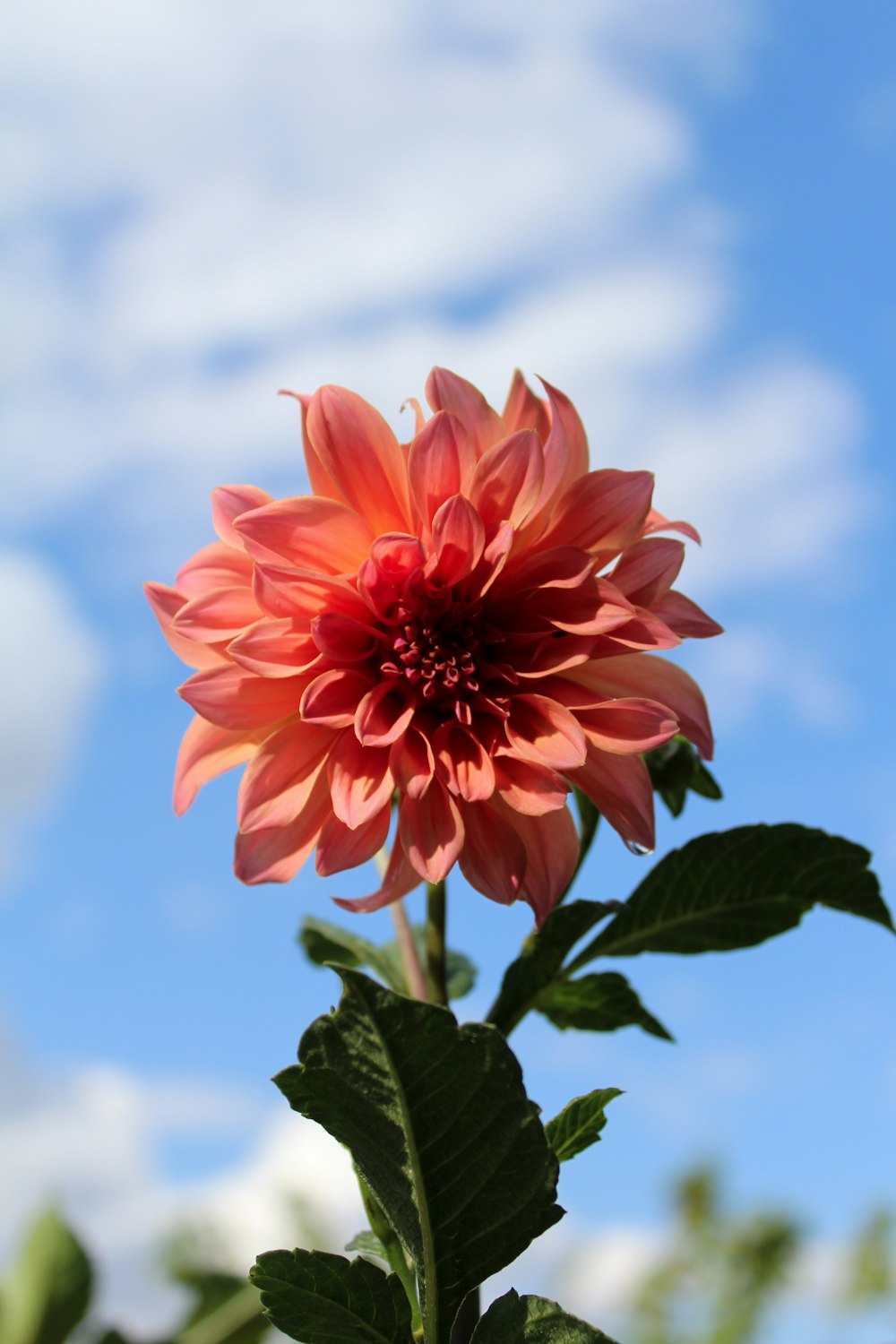 pink cluster flower in close-up photography