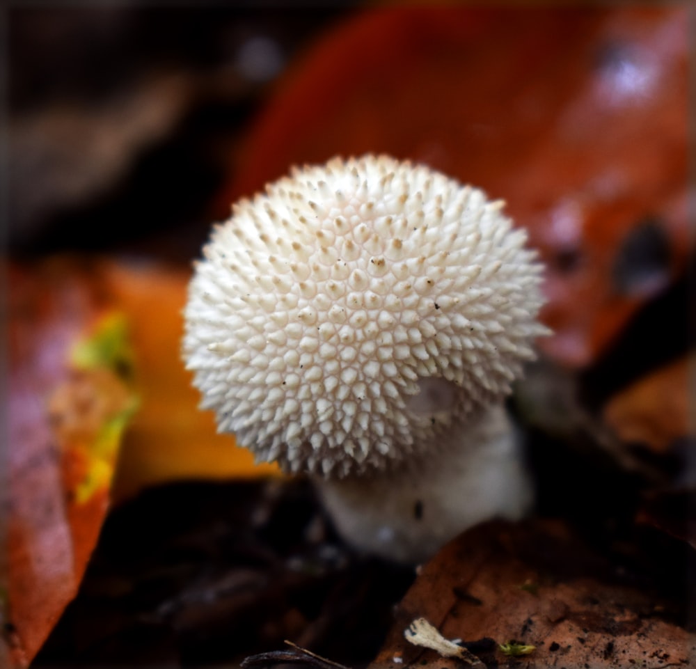weißer stacheliger Pilz