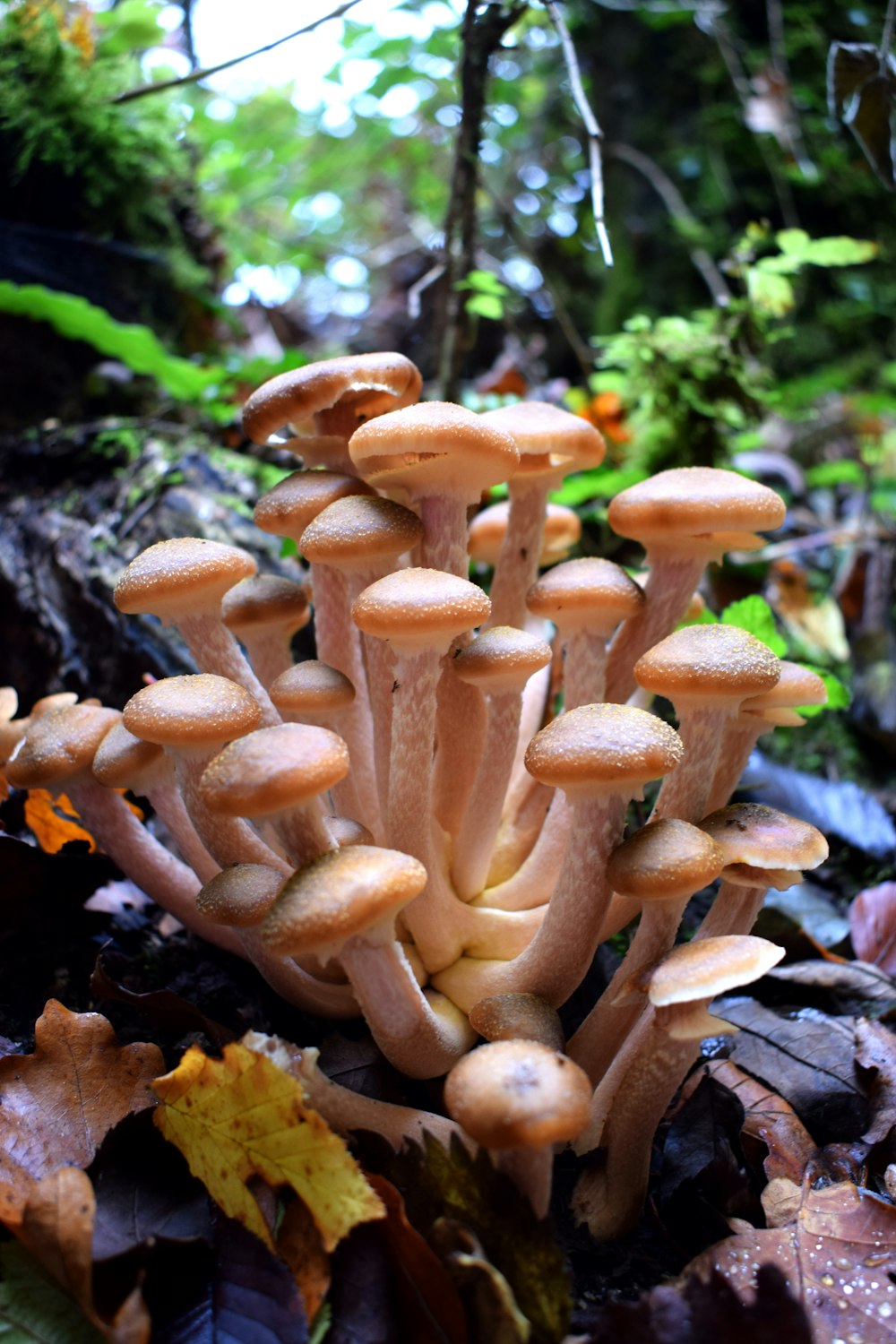 Braune Pilze auf der Fokusfotografie